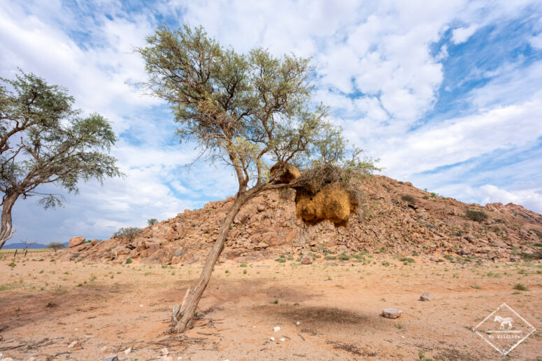 Nid de républicains sociaux, désert du Namib