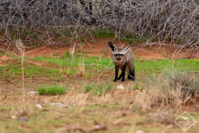Otocyon, désert du Namib