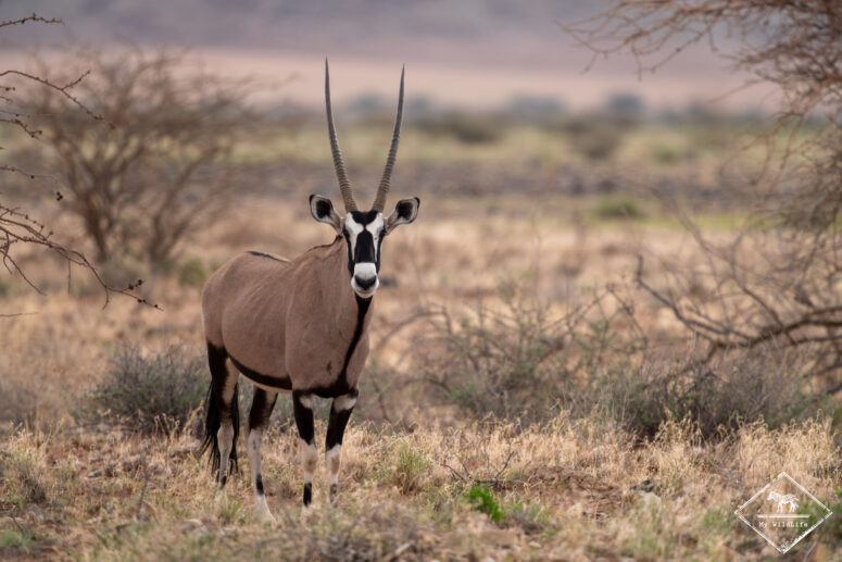 Oryx, désert du Namib