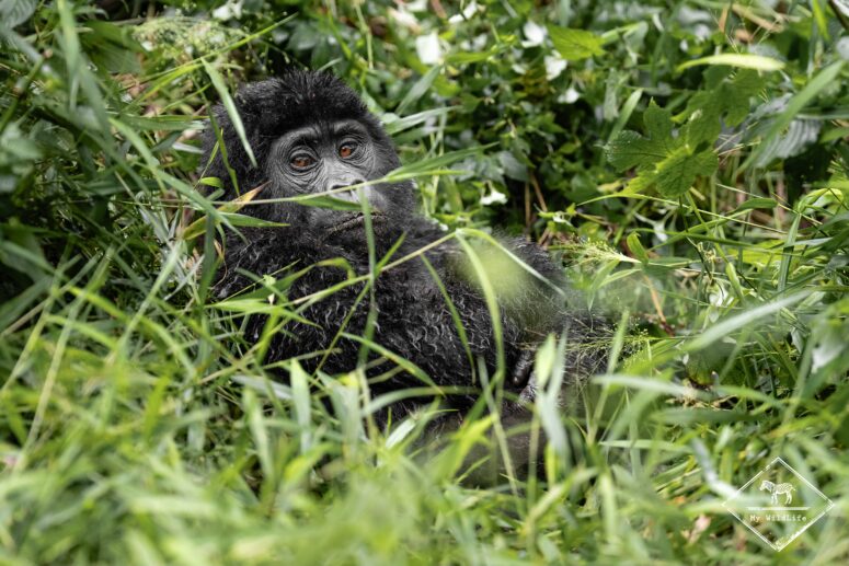 Gorille des montagnes juvénile, Bwindi
