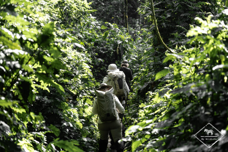 Gorilla tracking, Bwindi