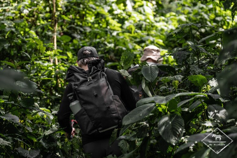 Trekking des gorilles des montagnes, Bwindi