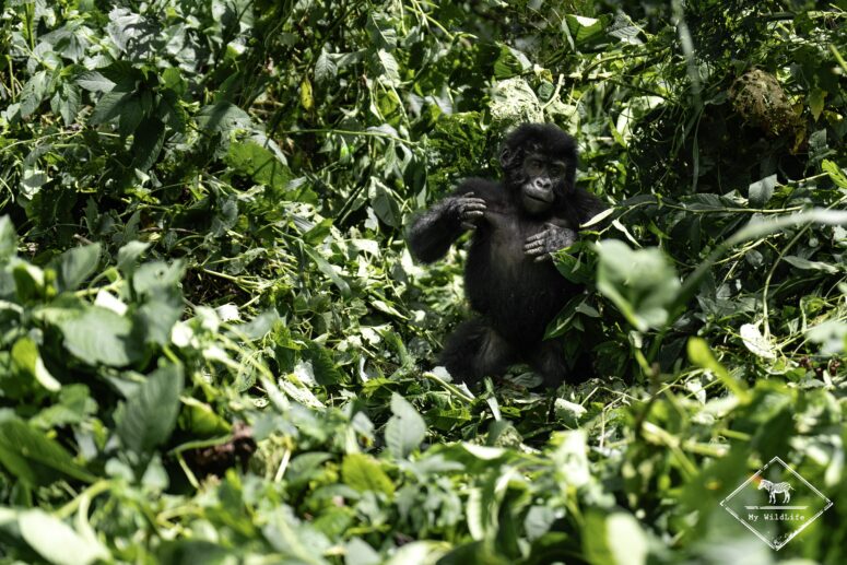 Jeune gorille des montagnes, Bwindi