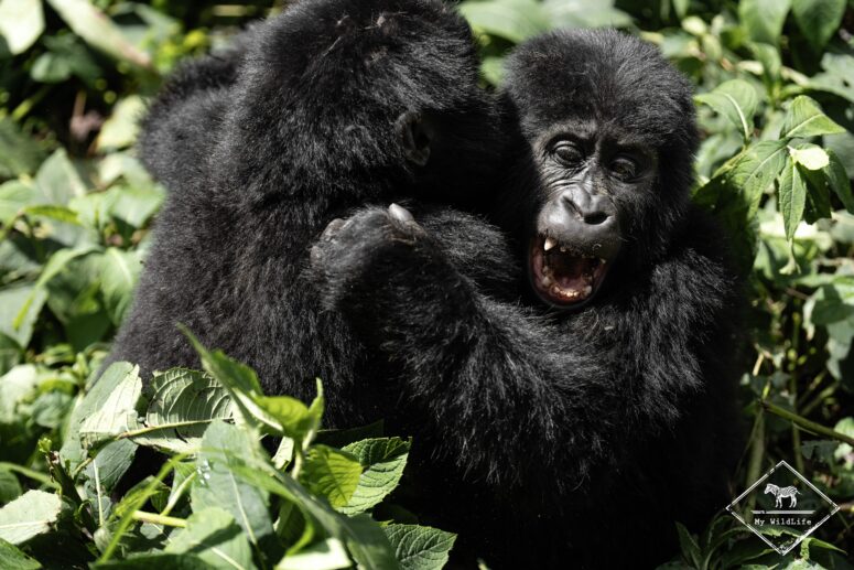 Jeux turbulents entre deux jeunes gorilles des montagnes, Bwindi