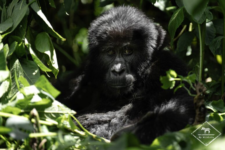 Gorille des montagnes juvénile, Bwindi