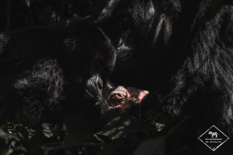 Gorille des montagnes nourrisson, gorille des montagnes
