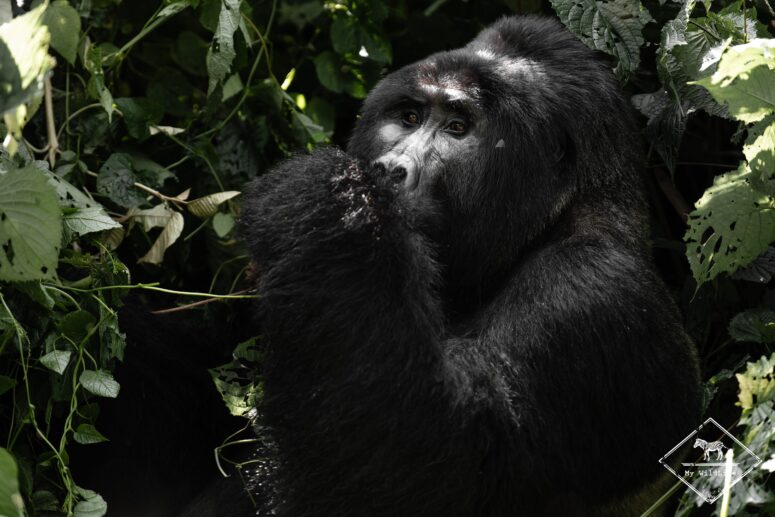 Dos argenté gorille des montagnes, Bwindi