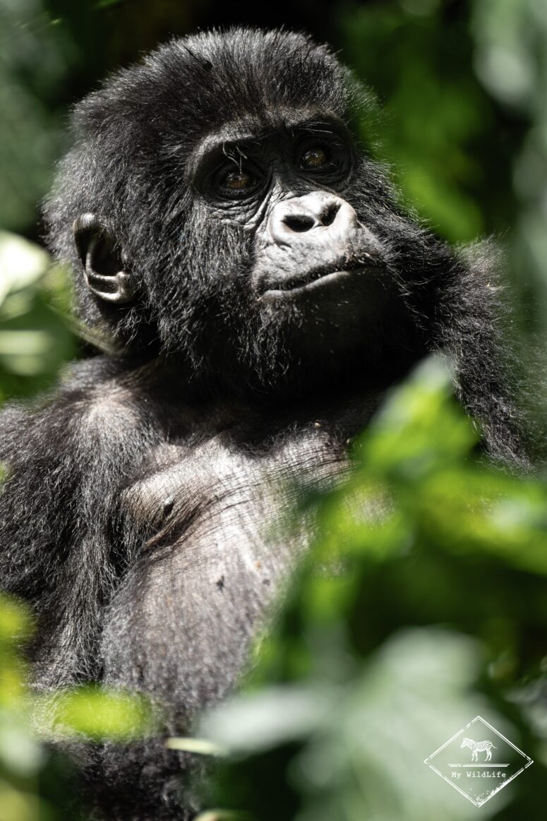 Gorille des montagnes juvénile, Bwindi