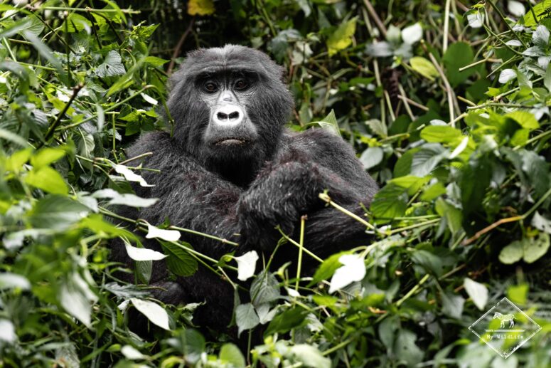 Gorille des montagnes femelle, Bwindi