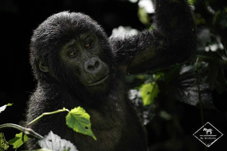 Gorille des montagnes juvénile, Bwindi