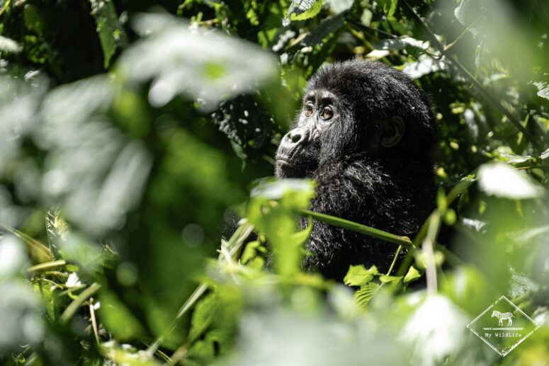 Gorille des montagnes juvéniles, Bwindi
