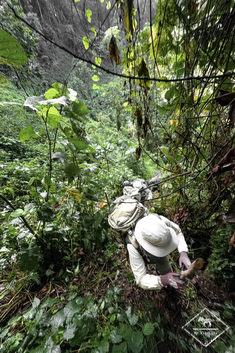 Gorilla tracking, Bwindi