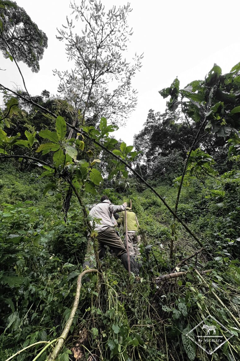 Trekking des gorilles, Bwindi