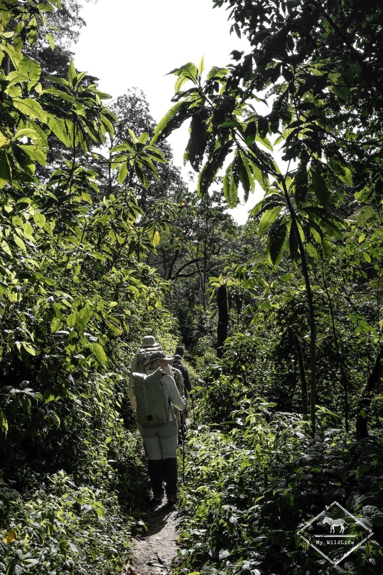 Marche d'approche des gorilles des montagnes, Bwindi