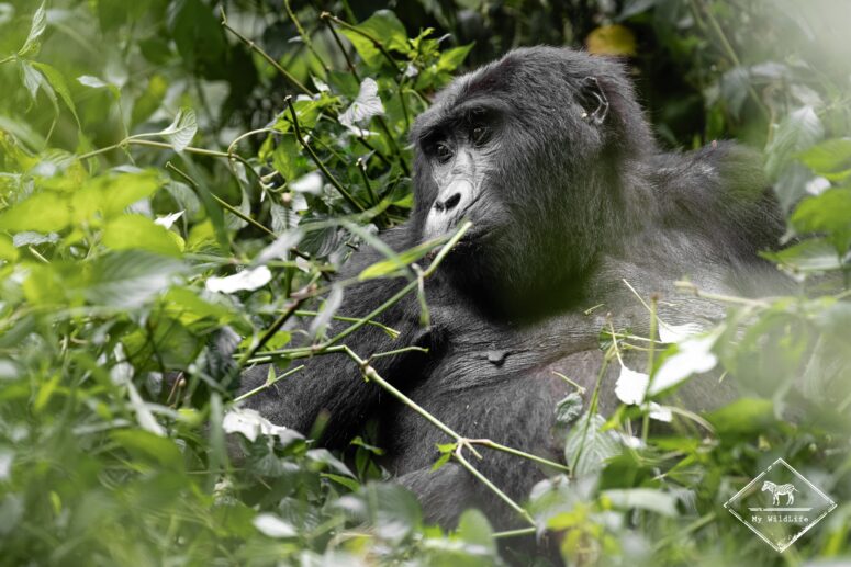Gorille des montagnes, Bwindi
