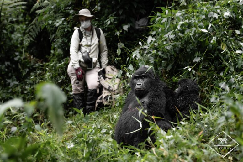 Gorilles des montagnes, Bwindi