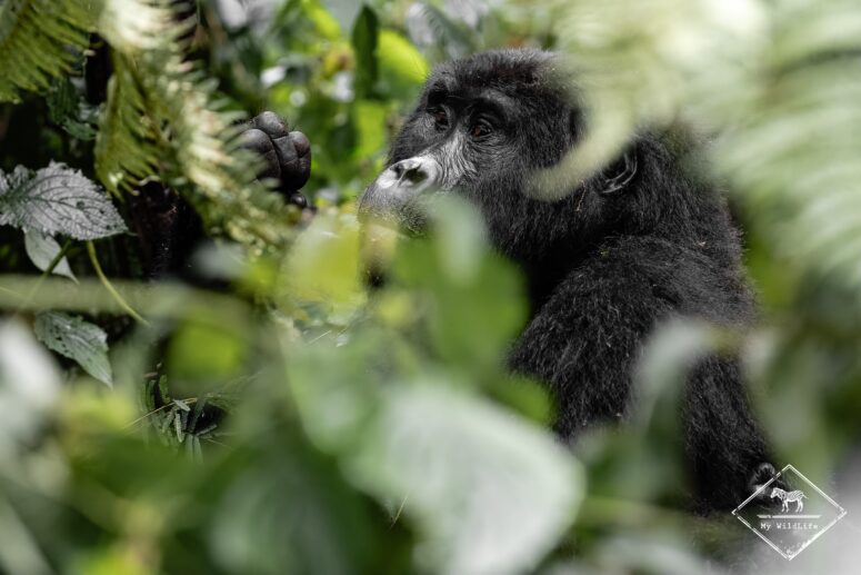 Gorille des montagnes femelle, Bwindi