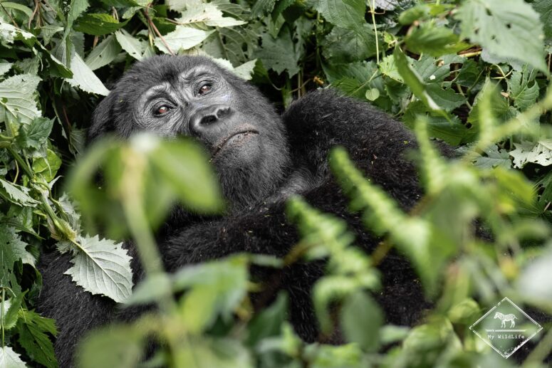 Gorille des montagnes femelle, Bwindi