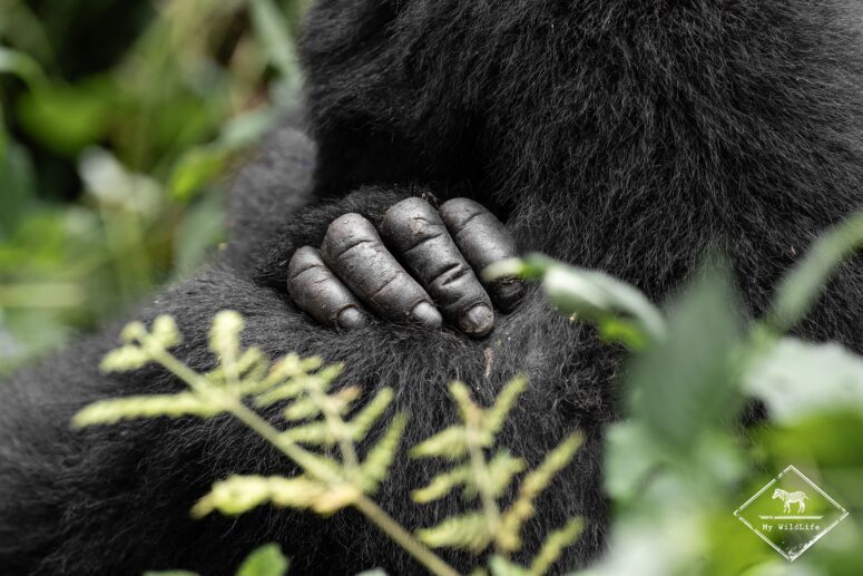 Main de gorille des montagnes, Bwindi