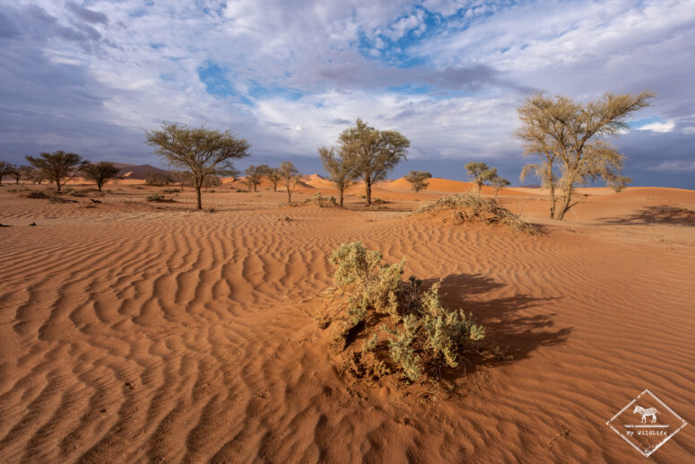 Dune de Sossusvlei