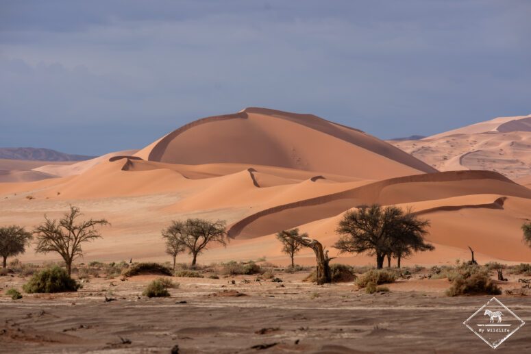 Dune de Sossusvlei