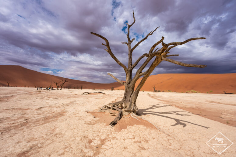 Dead Vlei