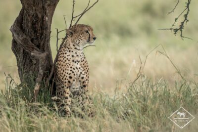 Tarangire à la saison des pluies,Tarangire pendant la saison des pluies