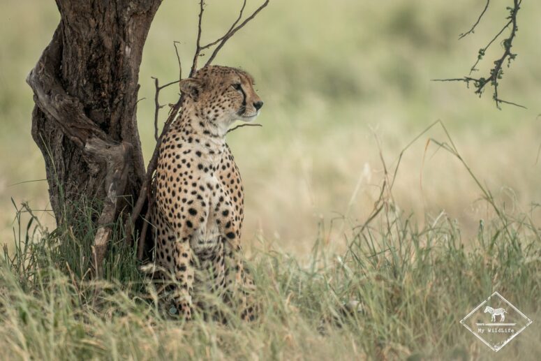 Safari au parc national Tarangire à la saison des pluies