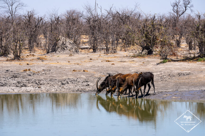 Hippotragues noirs au waterhole, Botswana