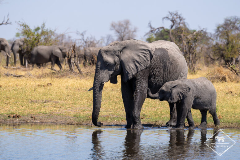 Eléphants, parc national Chobe
