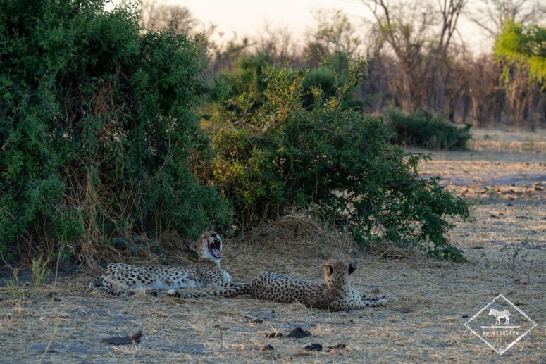 Guépards, parc national Chobe
