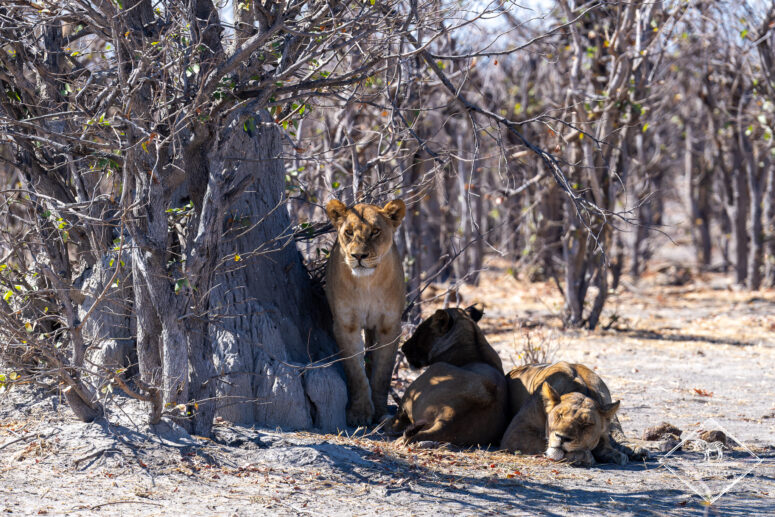 Lionnes cherchant de l'ombre, Chobe