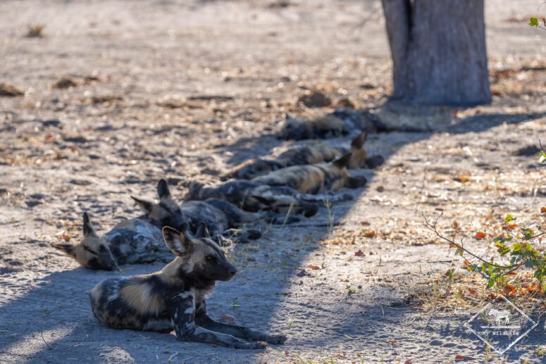 Lycaons à l'ombre, parc national Chobe
