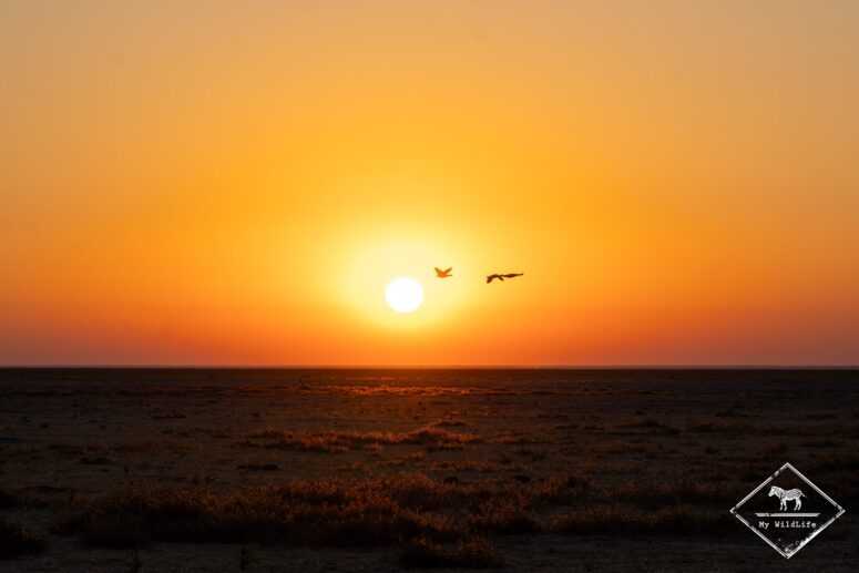 Lever de soleil, dépression de Mababe, Chobe
