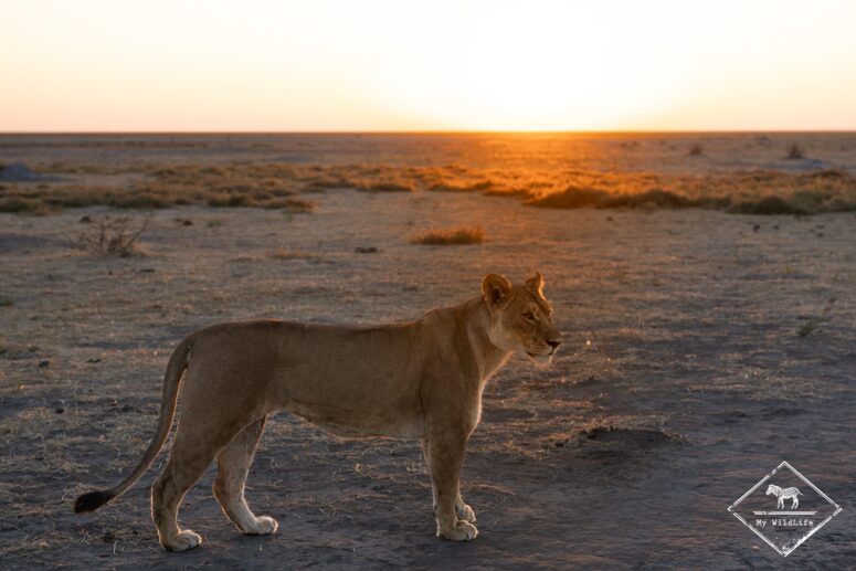 Lionne, dépression de Mababe, Chobe