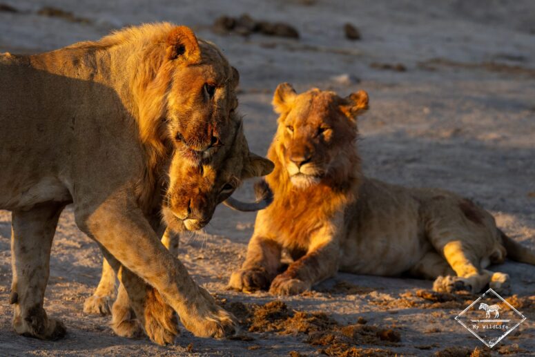 Lions, Savuti