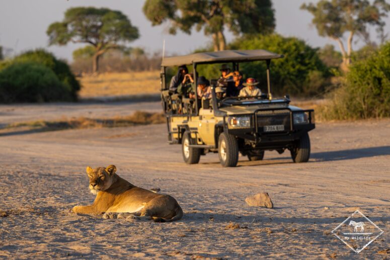 Lionne, Savuti