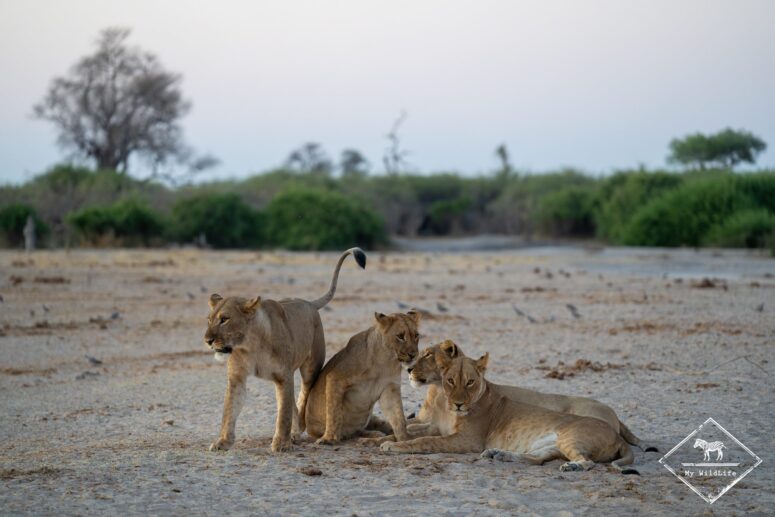 Lionnes, Savuti