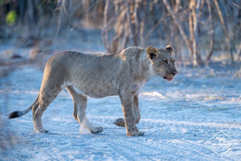 Lion, Savuti