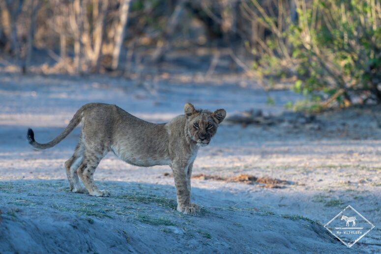 Lionceau, Savuti