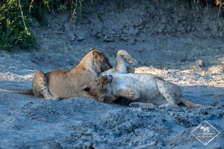 Jeux entre lionceaux, Savuti