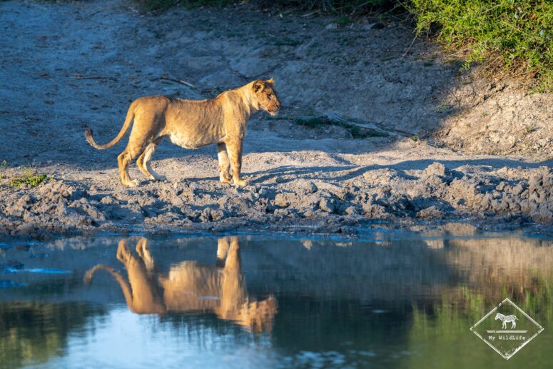 Lionne, Savuti