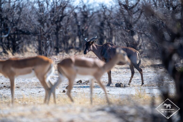 Tsessebe, Savuti
