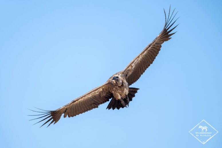 Vautour Africain, Savuti