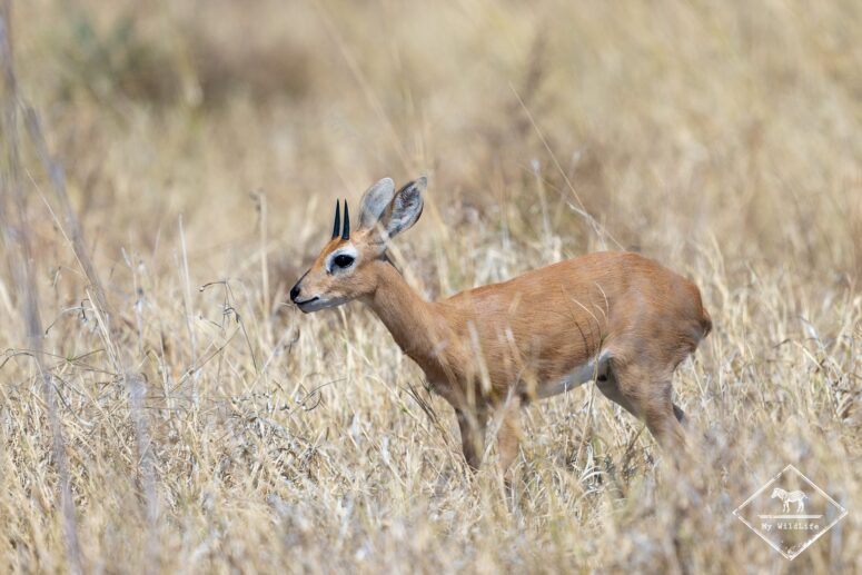 Steenbok, Savuti