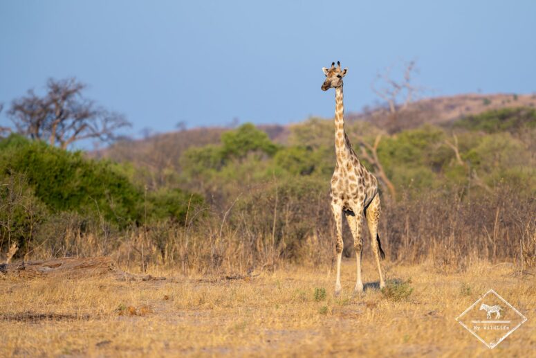 Girafe, Savuti