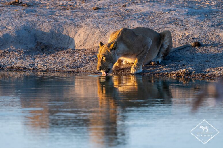 Lionne au plan d'eau, Savuti