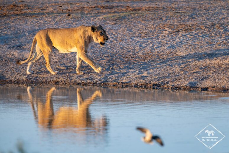 Lionne, Savuti