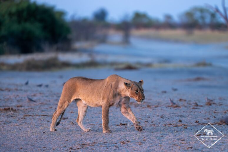 Lionne, Savuti