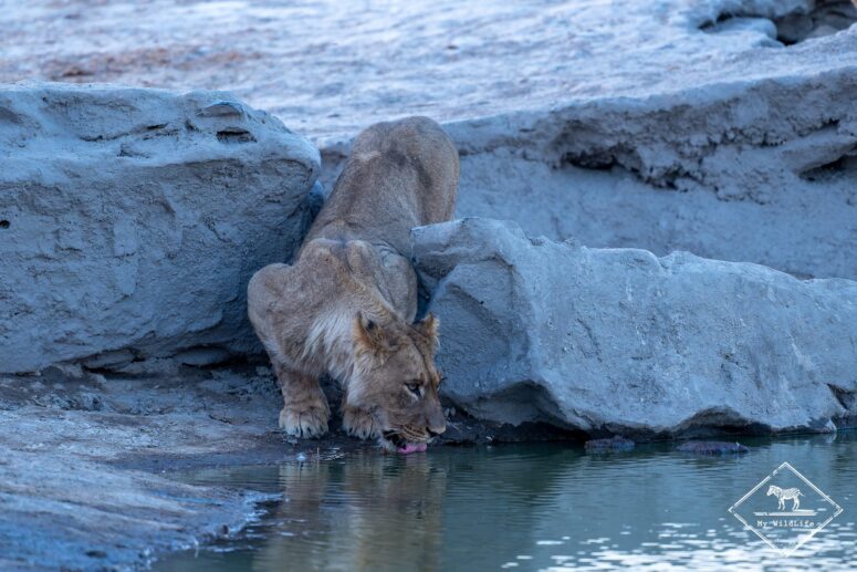 Lionceau, Savuti